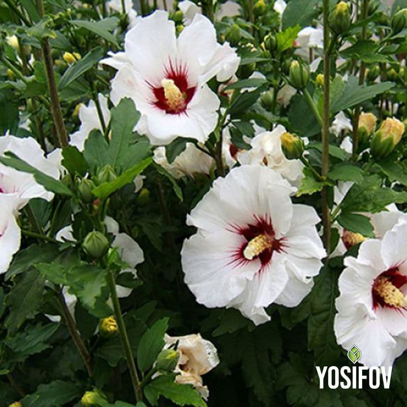 Хибискус (Hibiscus)