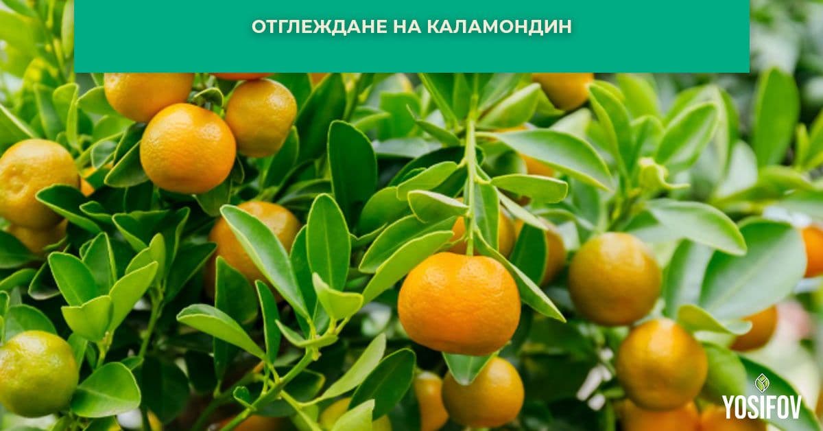 Експертно отглеждане на Каламондин: Тайните на перфектната цитрусова корона и обилното плододаване