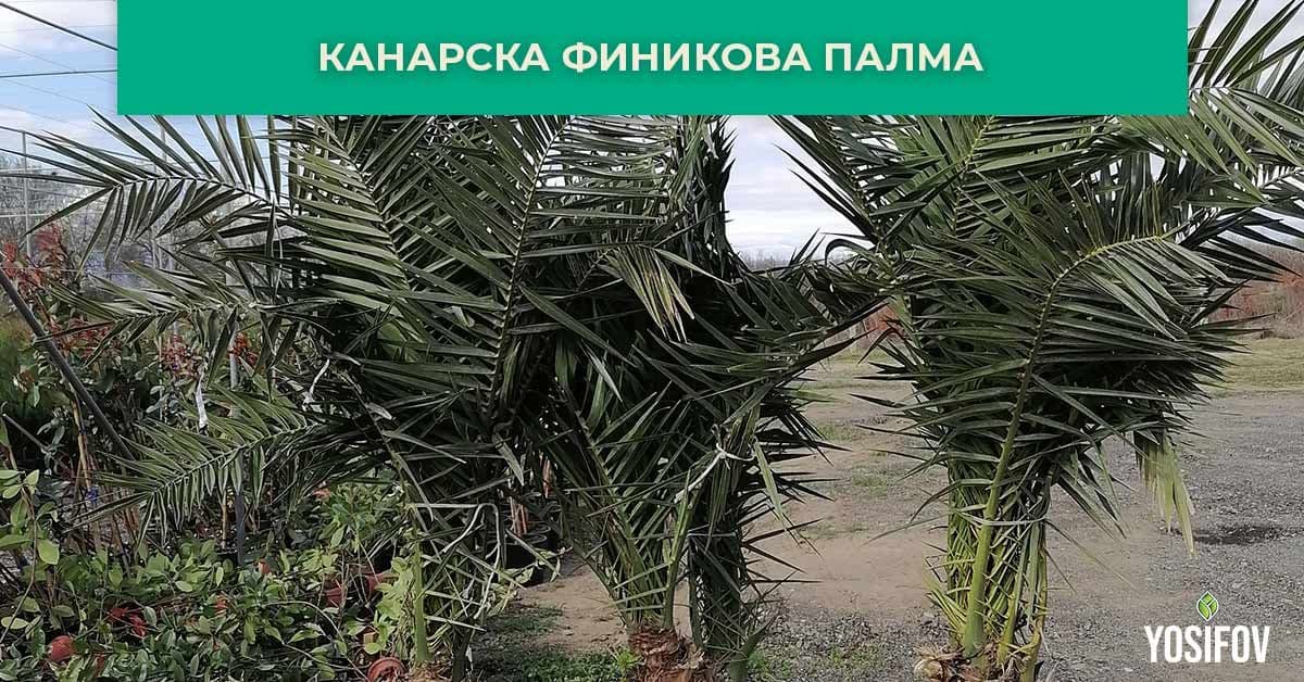 Канарска Финикова Палма