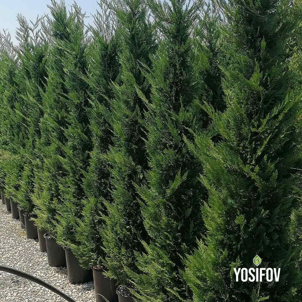 Лейланди вариагата