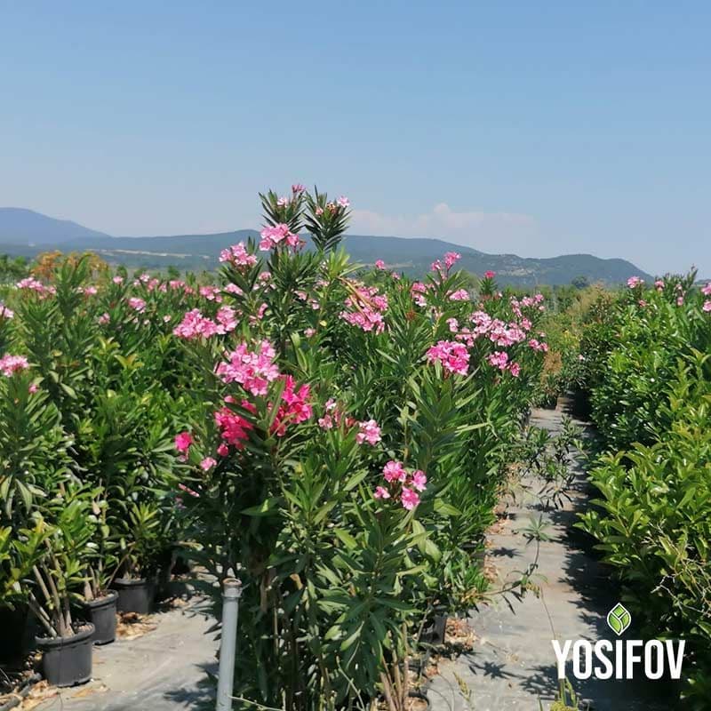 Зокум (Nerium oleander)