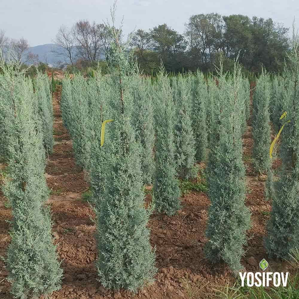 Аризонски кипарис