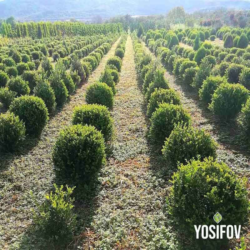 5. Обикновен Чемшир (Buxus sempervirens L.)