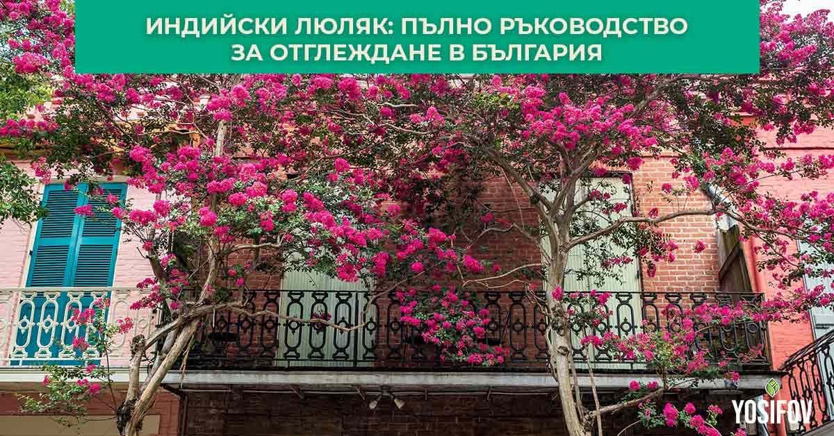 Отглеждане на индийски люляк