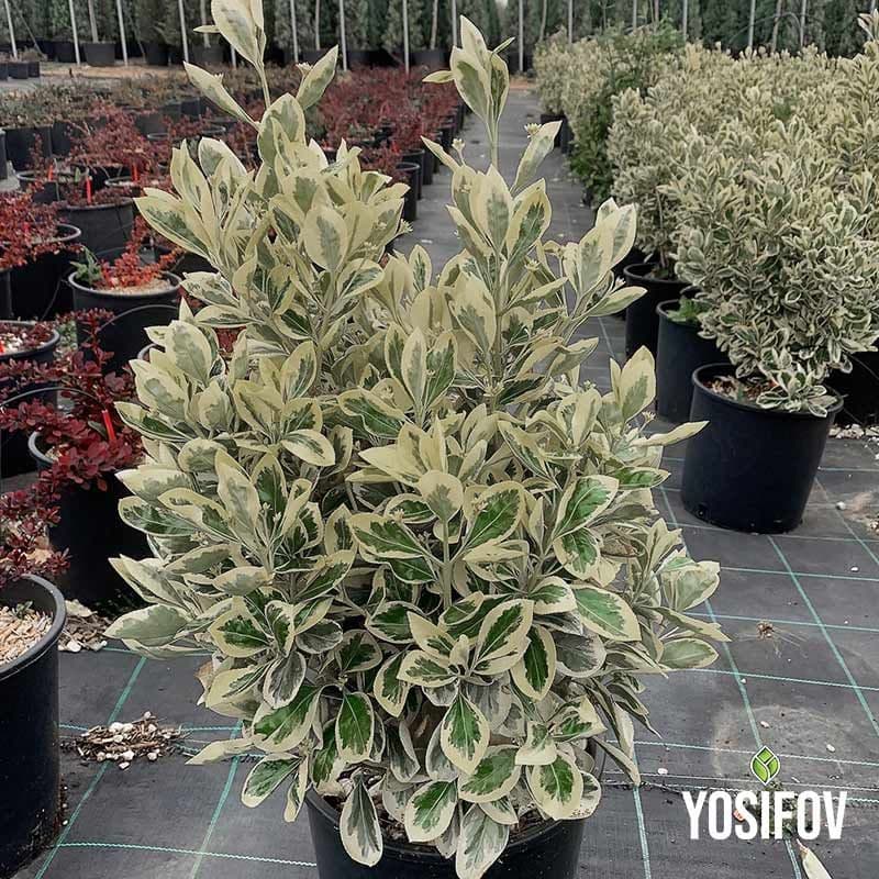 Евонимус ‘Emerald Gaiety’