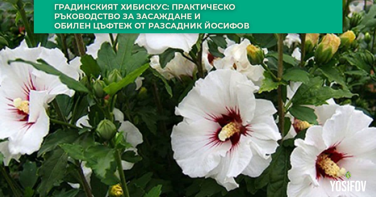Хибискус: Ръководство за отглеждане