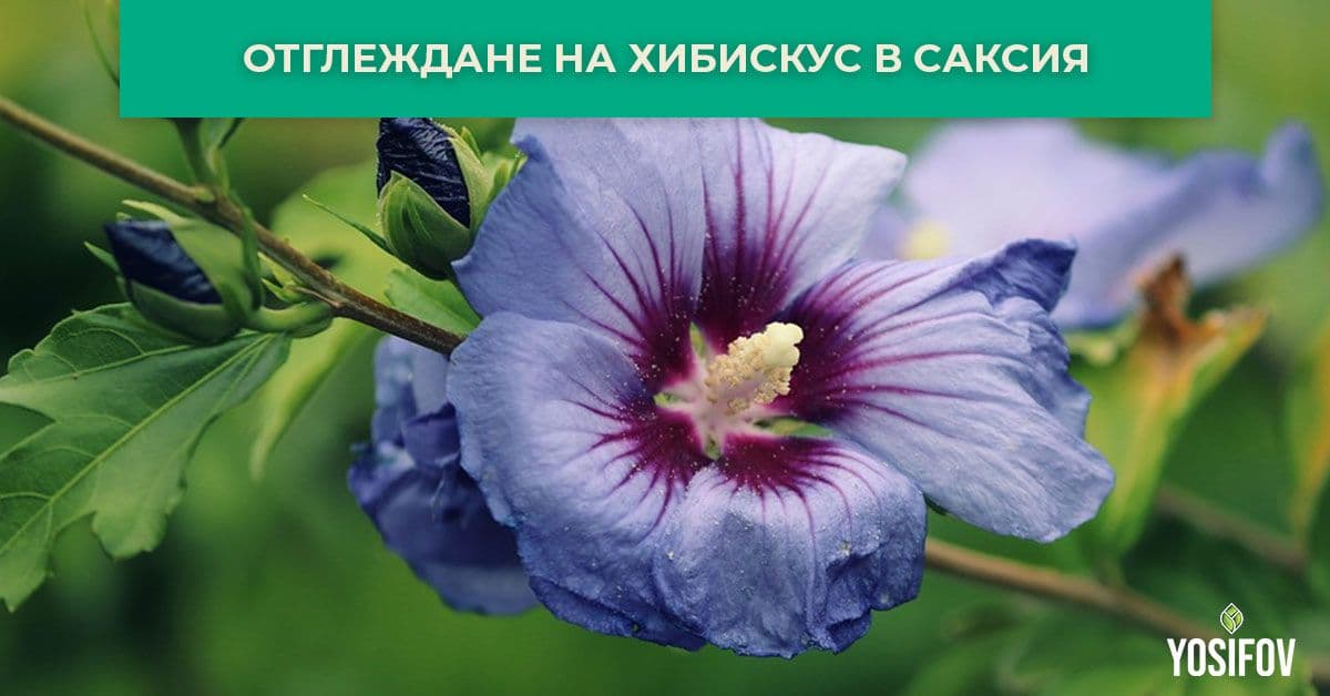 Отглеждане на хибискус в саксия