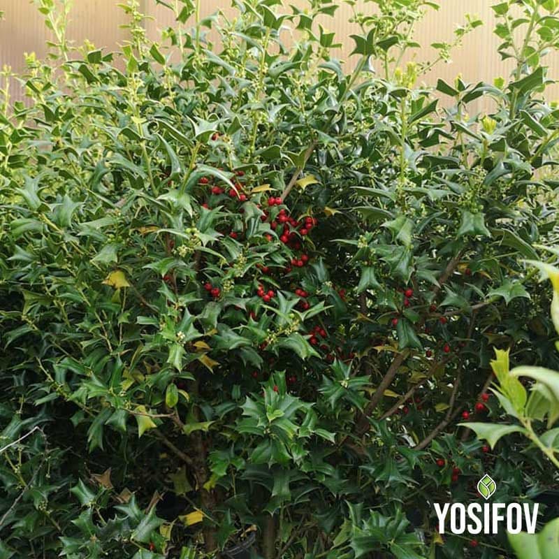 Илекс (Джел) „Nellie R. Stevens“