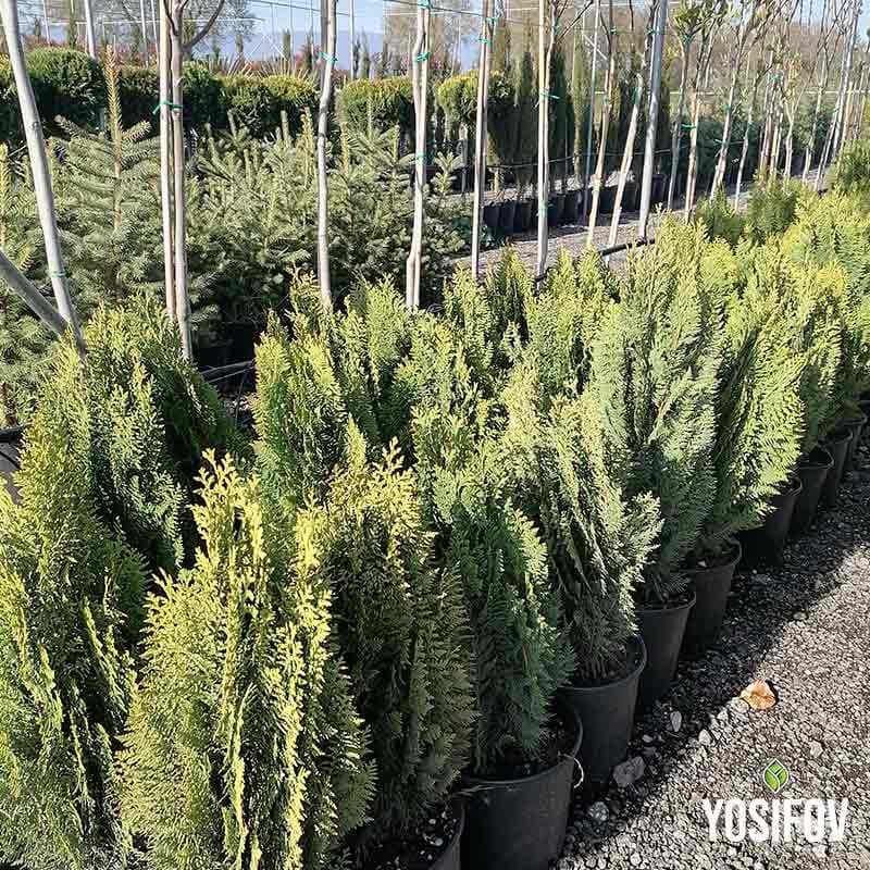 Източна Туя