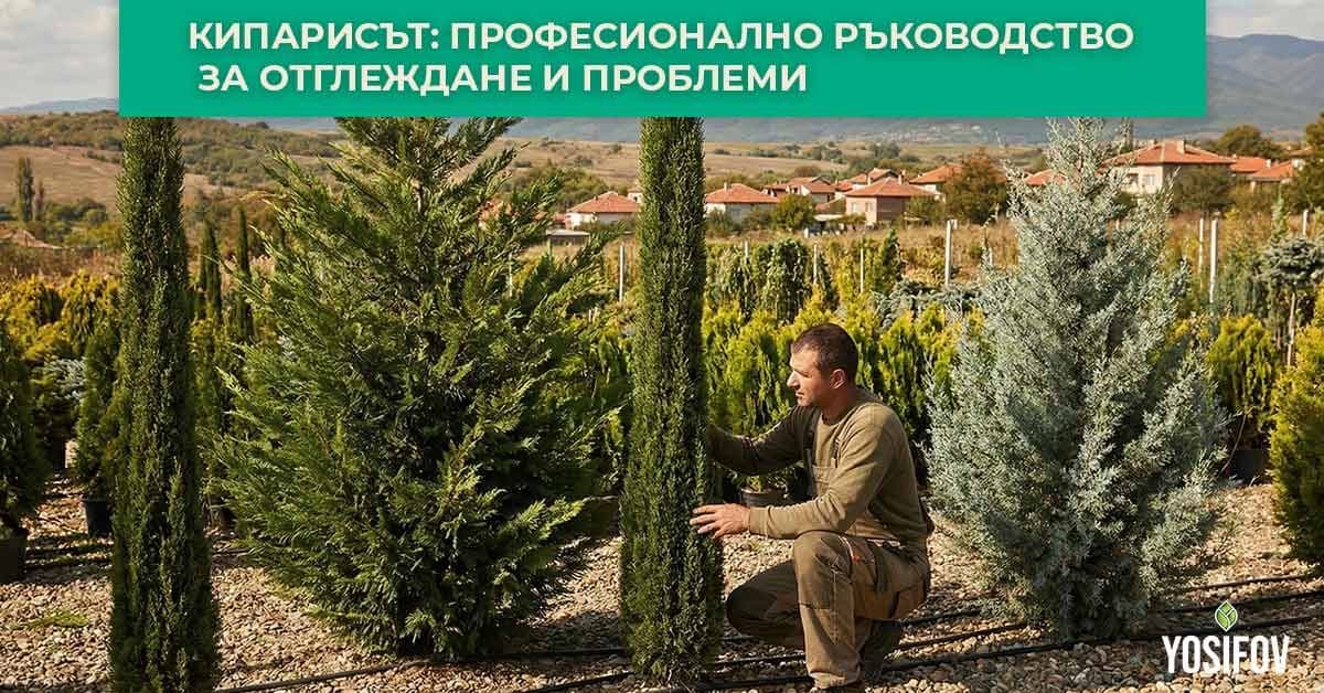 Кипариси в разсадник: Как да отглеждаме