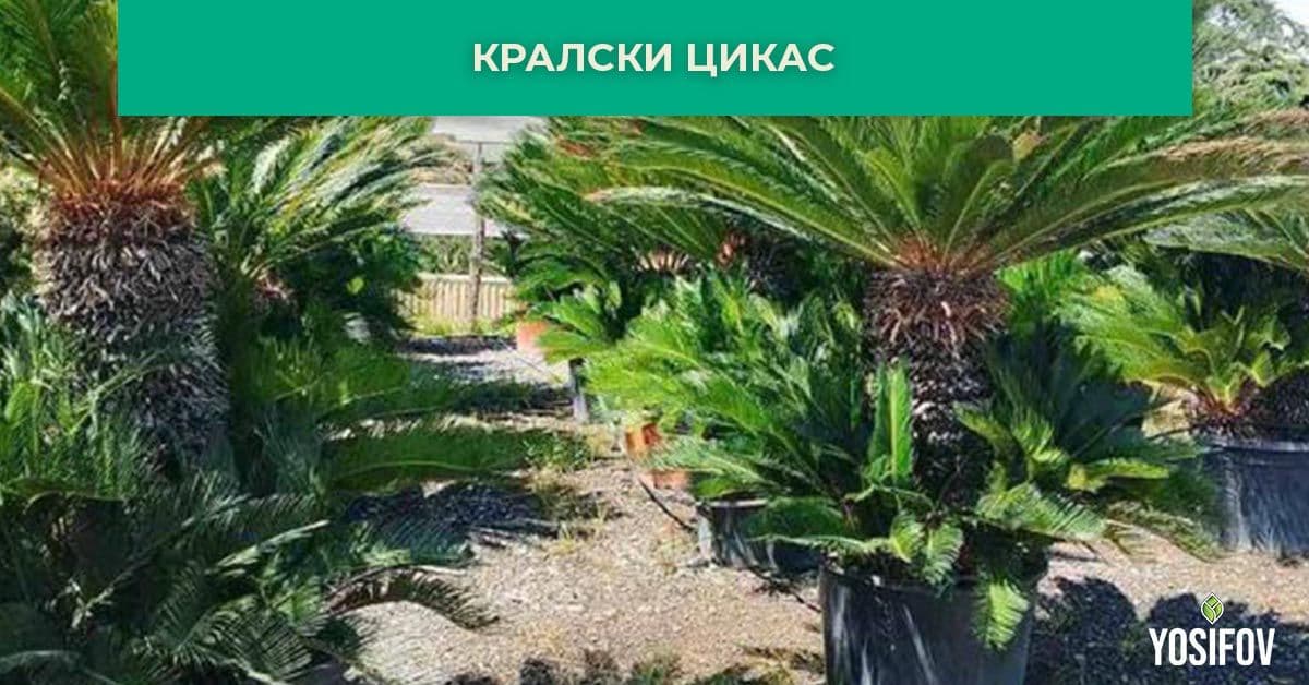 Кралски Цикас