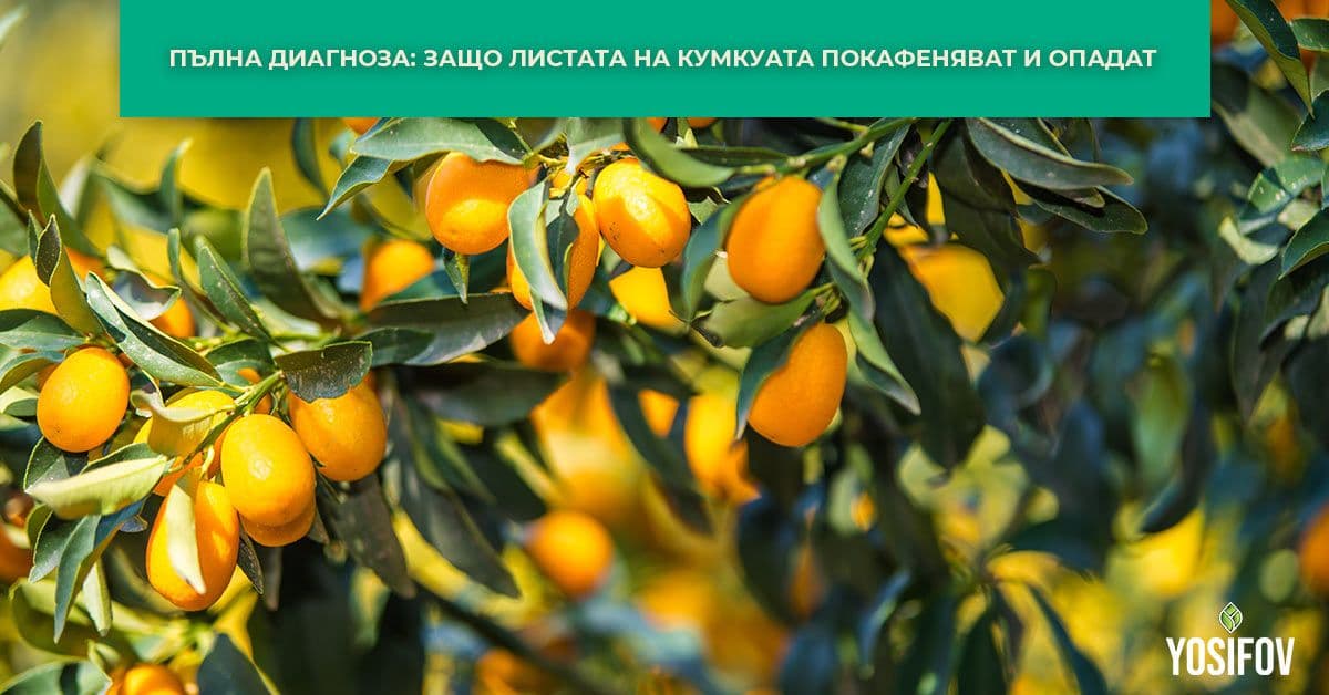Спасете своя кумкуат: Ръководство за разпознаване и лечение на проблеми с листата