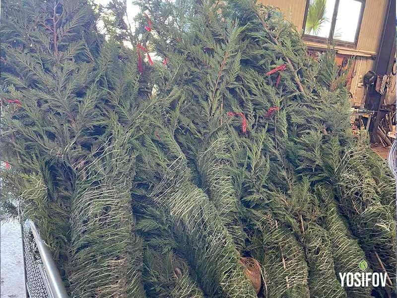 Лейландски кипарис