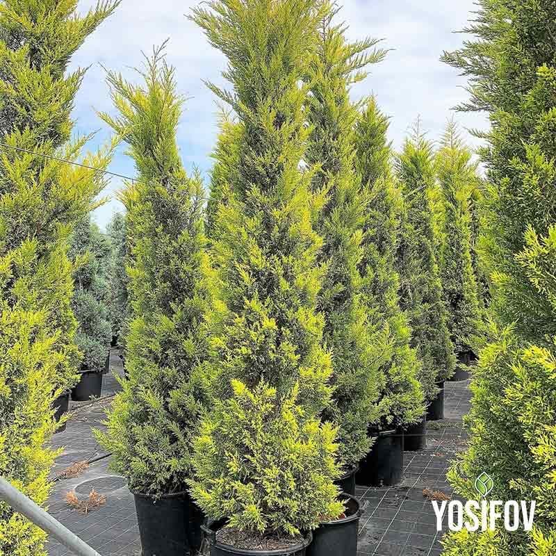 Лимонов кипарис