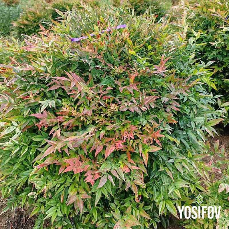 Нандина (Домашна)