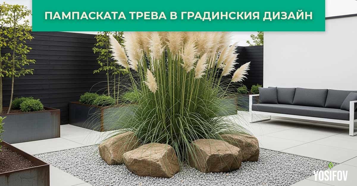 пампаска трева дизайн