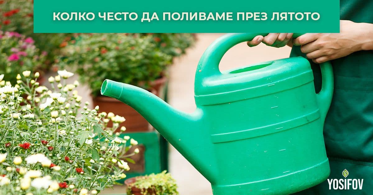 Колко често трябва да поливаме декоративната растителност през лятото