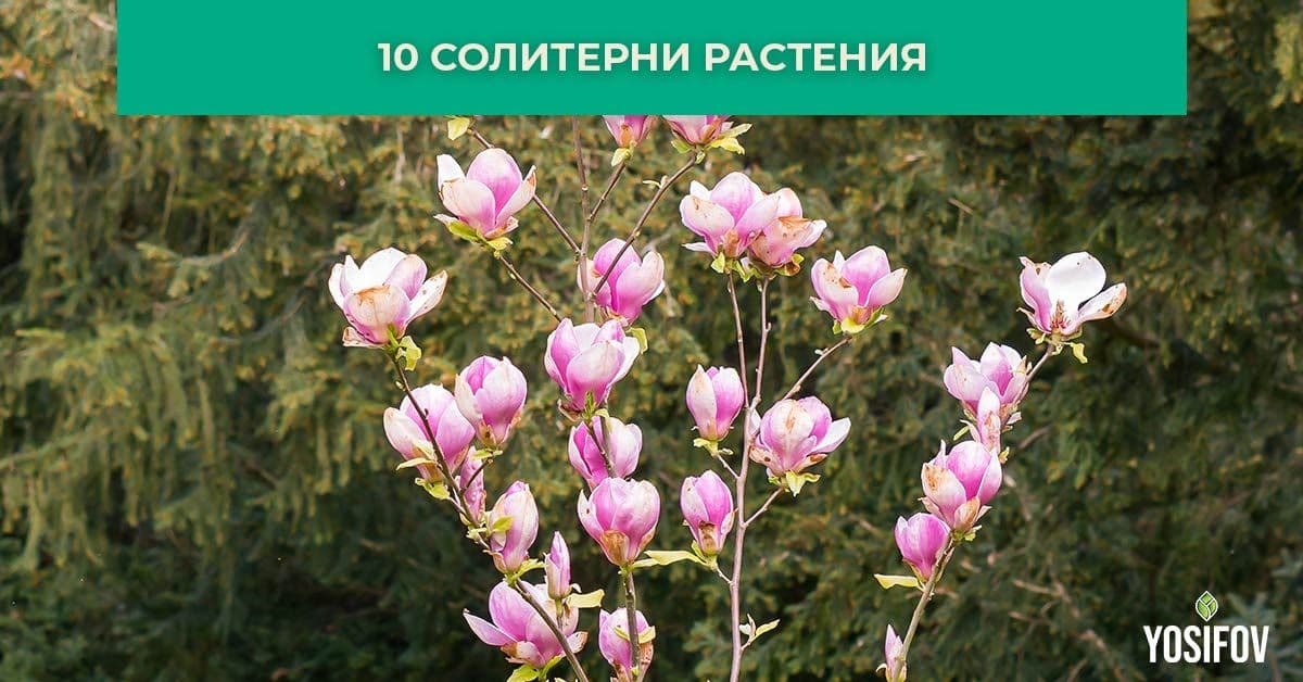 Солитерни растения за градината