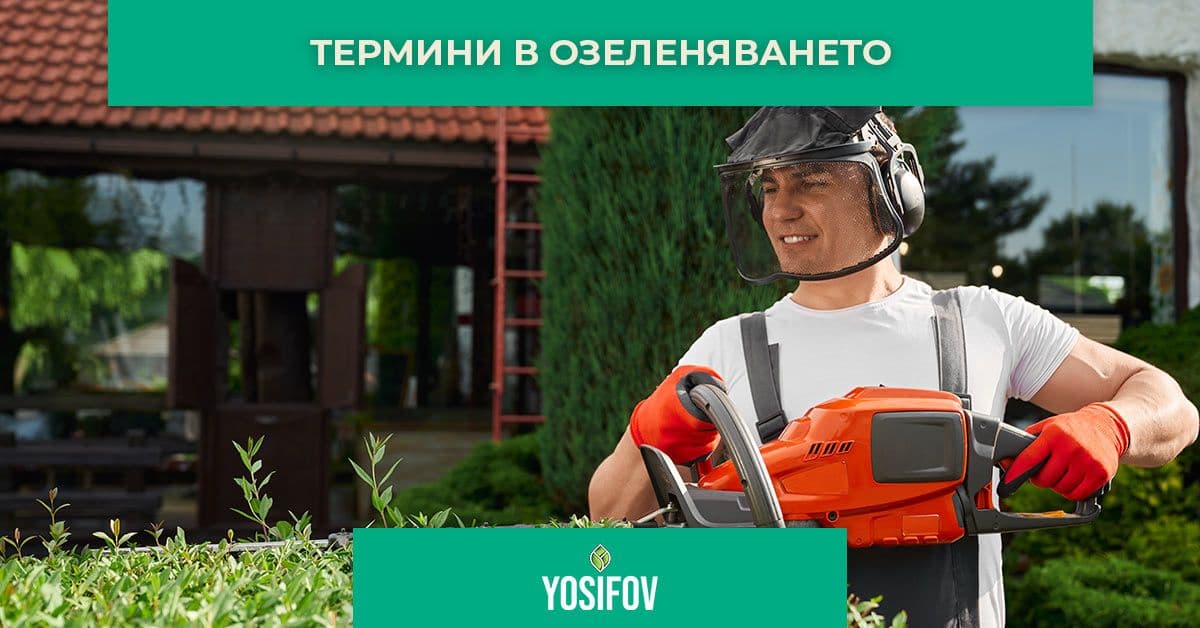Термини в озеленяването