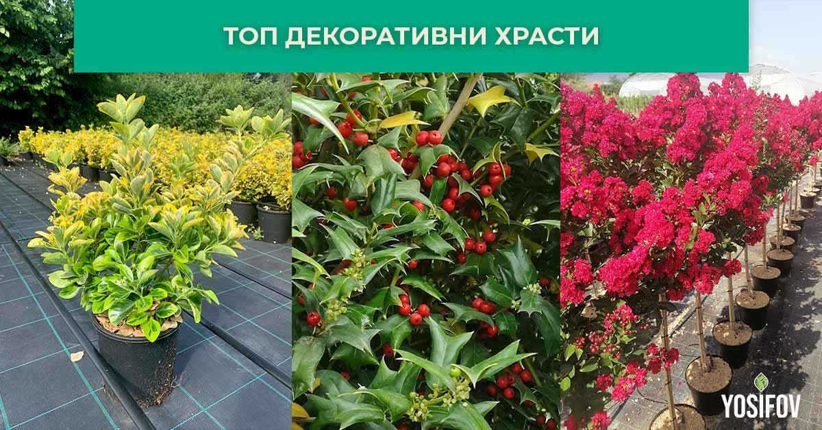 Чудесни декоративни храсти за вашата градина