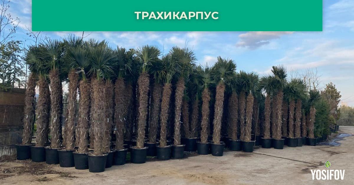 Китайска Конопена Палма