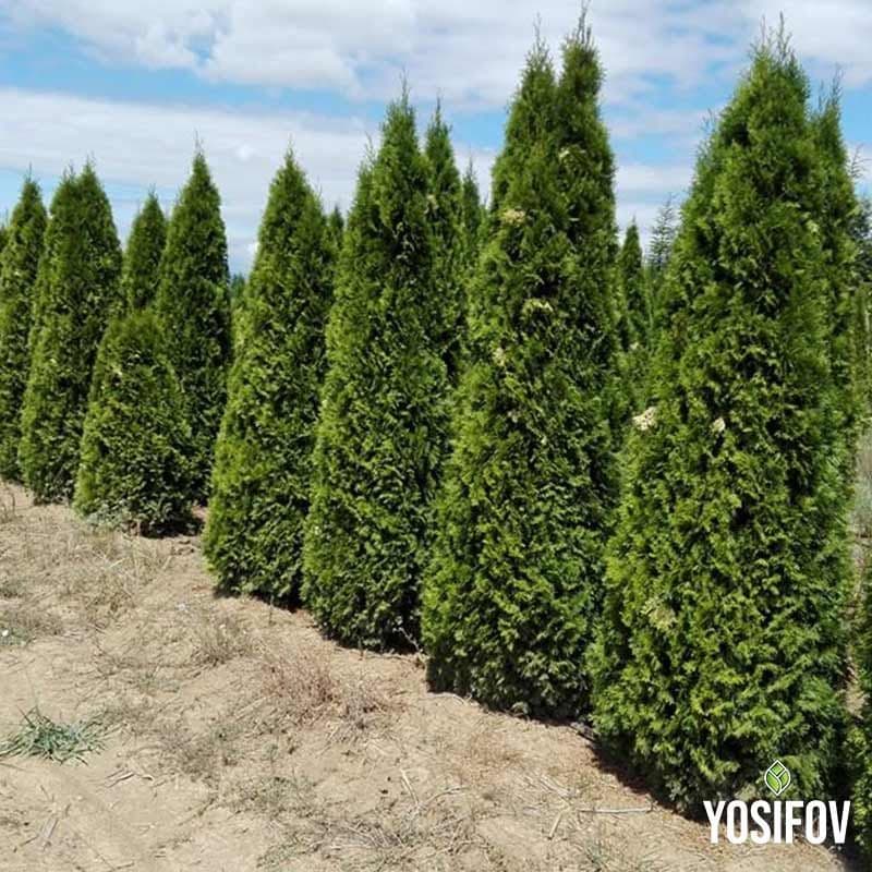 Туя Смарагд