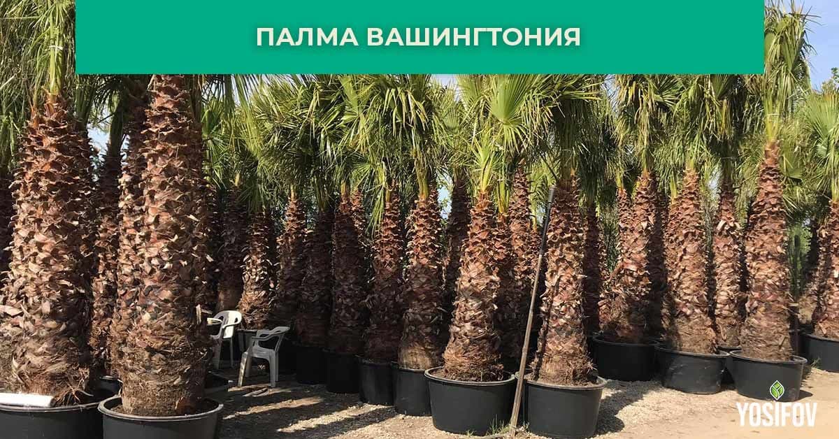 Палма Вашингтон