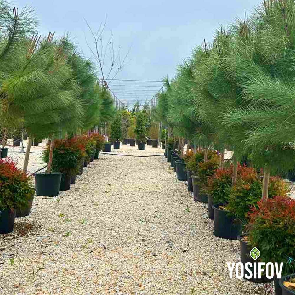 Пинус пинея