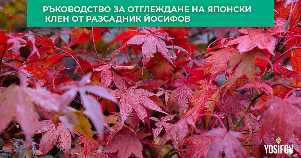 Японски клен. Наръчник от разсадник йосифов