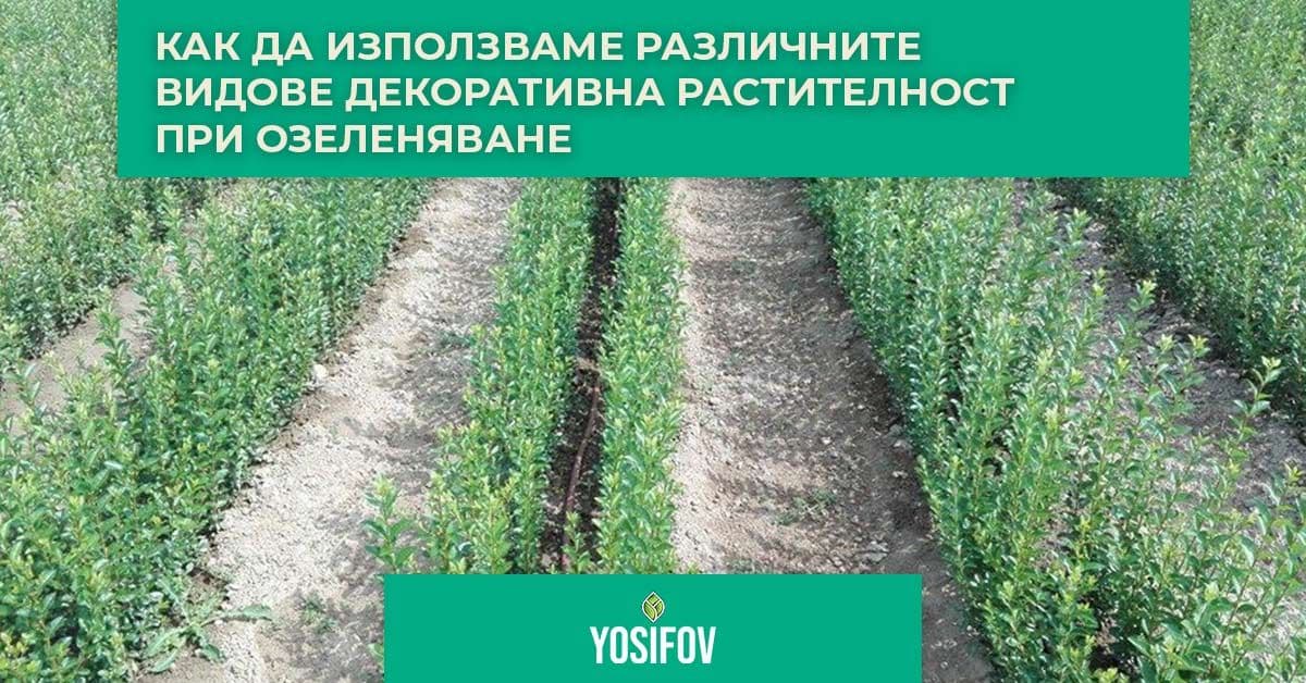Как да изпозлваме различните видове декоративна растителност при озеленяване.