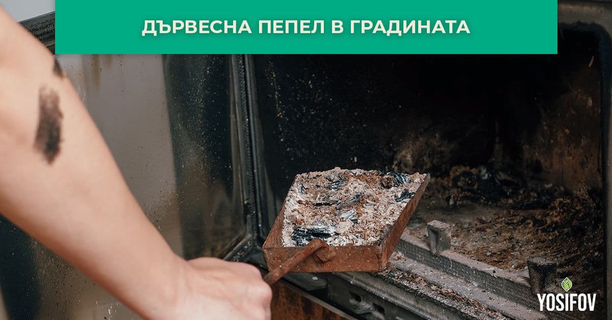 Дървесна пепел в градината: Компост