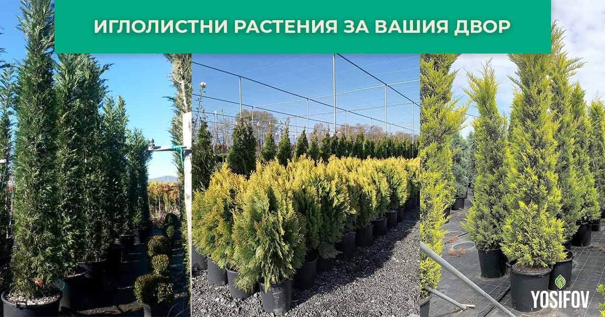Най-добрите иглолистни растения за дома, двора и градината