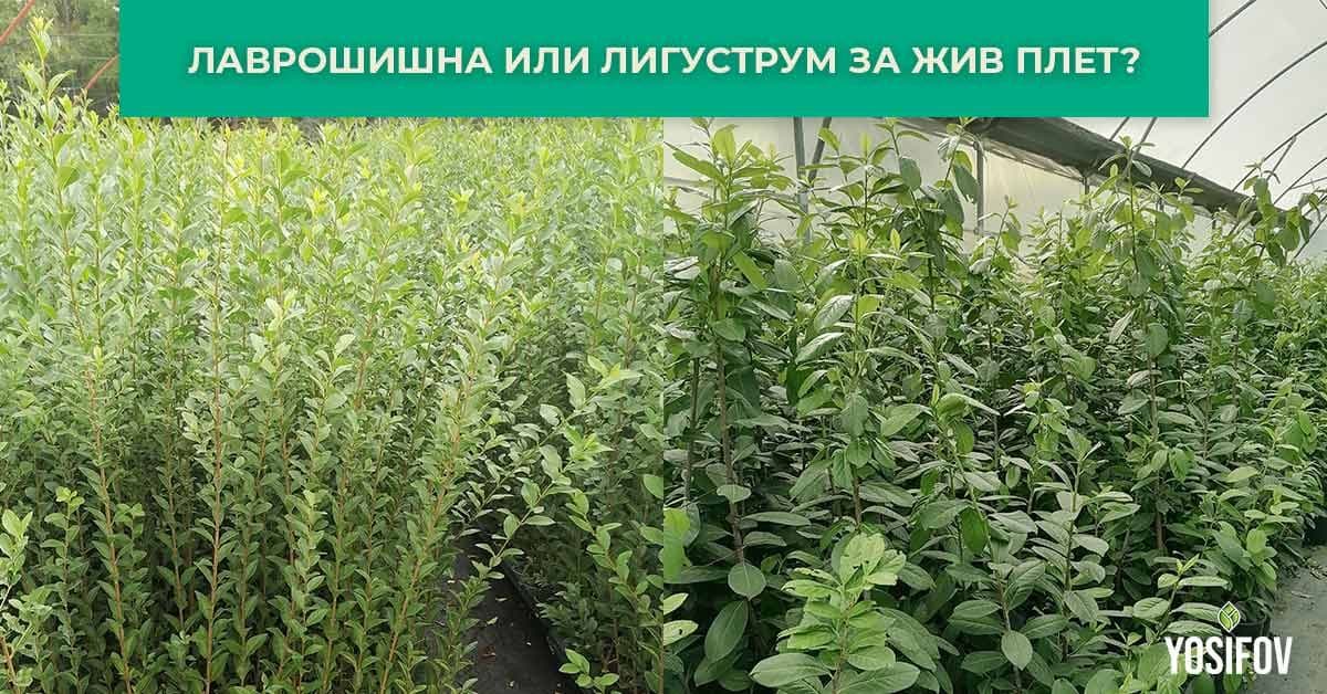 Лигуструм или Лавровишна