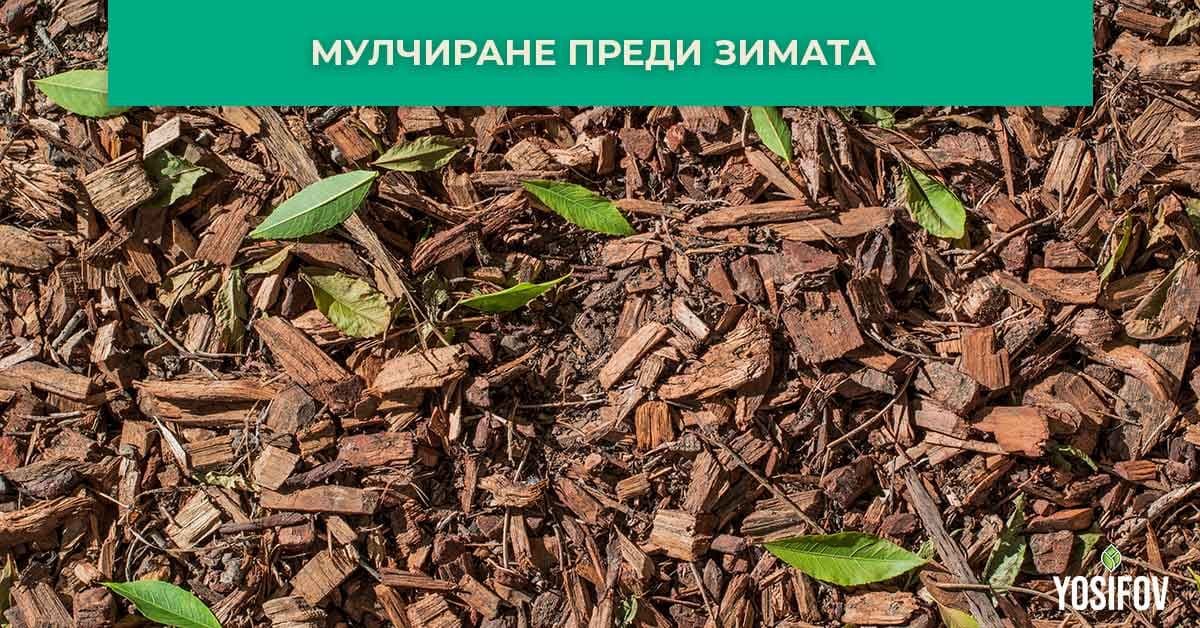 Трябва ли да мулчирате преди зимата? Какво да направим сега за по-добра пролетна градина