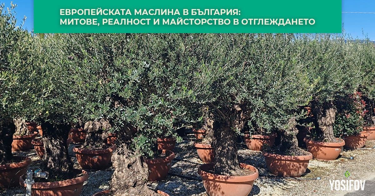 наръчник за отглеждане на дърво маслина в българия