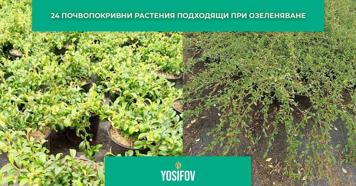 Почвопокривни растения за озеленяване