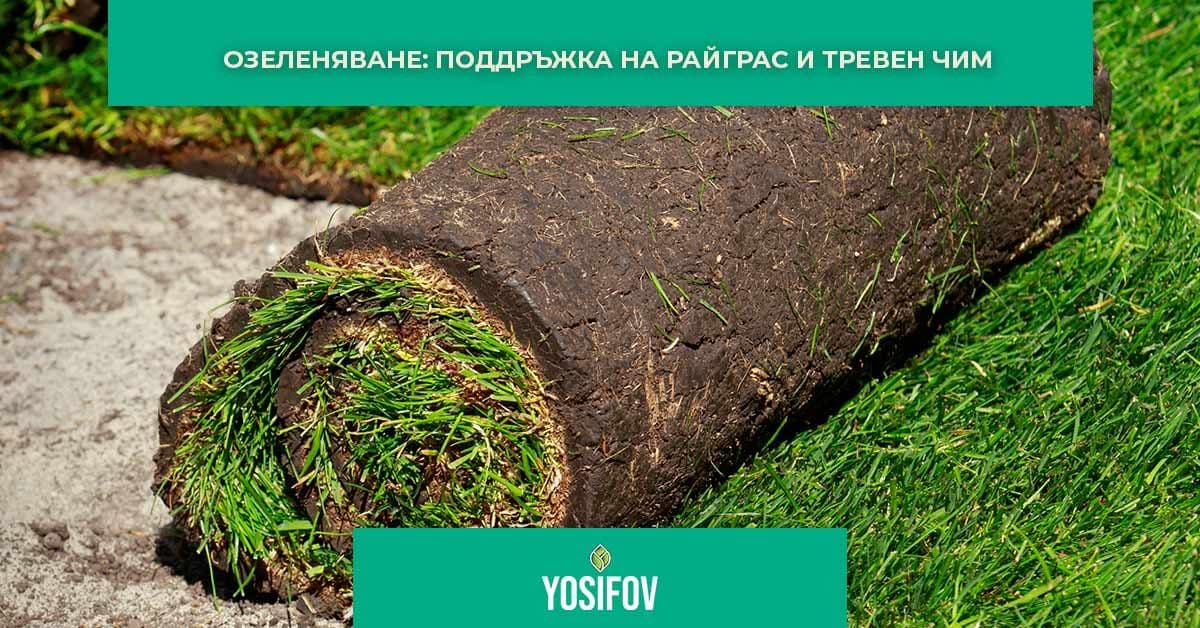 Как се поддържа правилно райграс и тревен чим