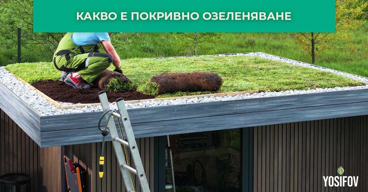Покривно озеленяване