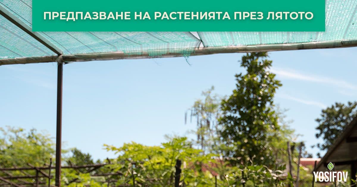 Как да предпазим растенията през лятото от изгаряне