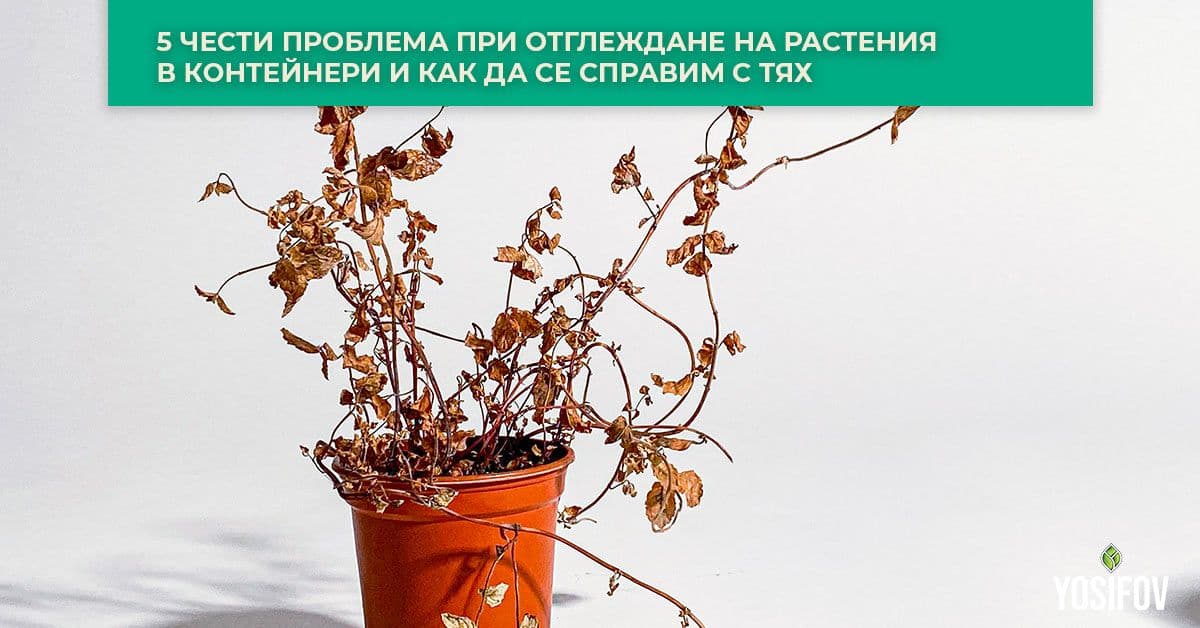 5 Проблема при Отглеждане на Растения в Контейнери и Техните Практически Решения