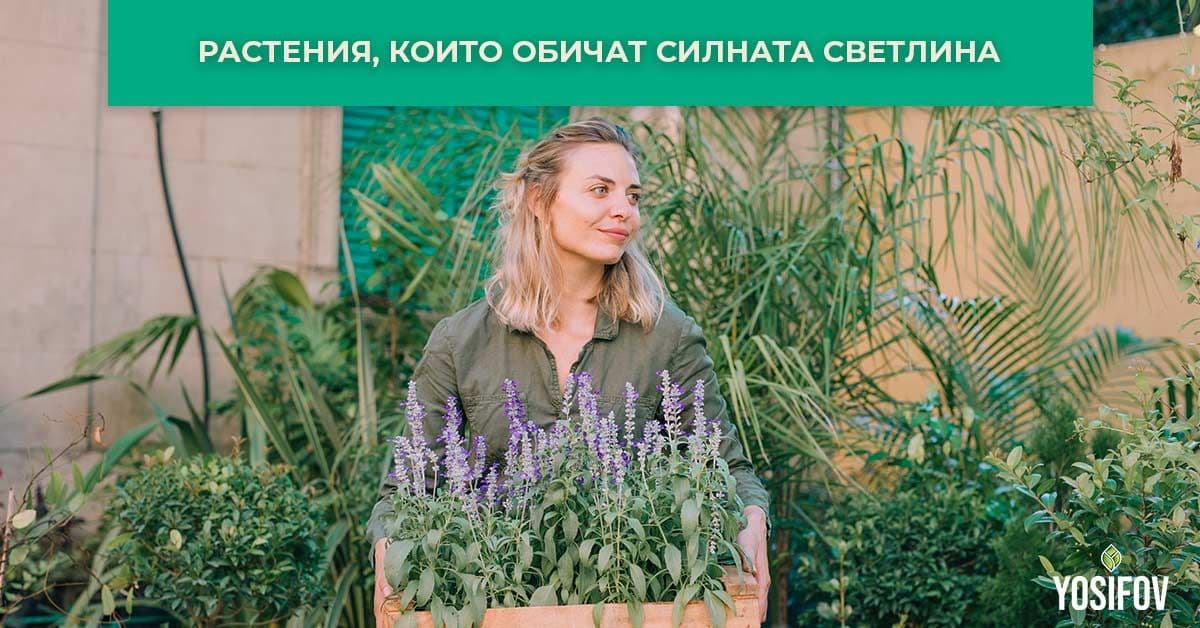 растения, които обичат силната светлина при озеленяване