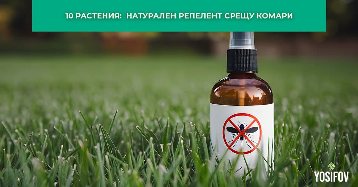 10 растения за озеленяване, които служат като натурален репелент срещу насекоми и комари