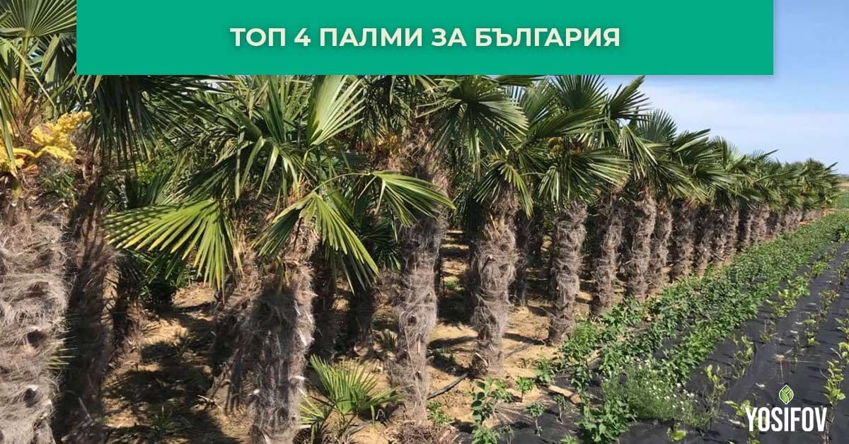 Най-добрите палми за отглеждане в българия