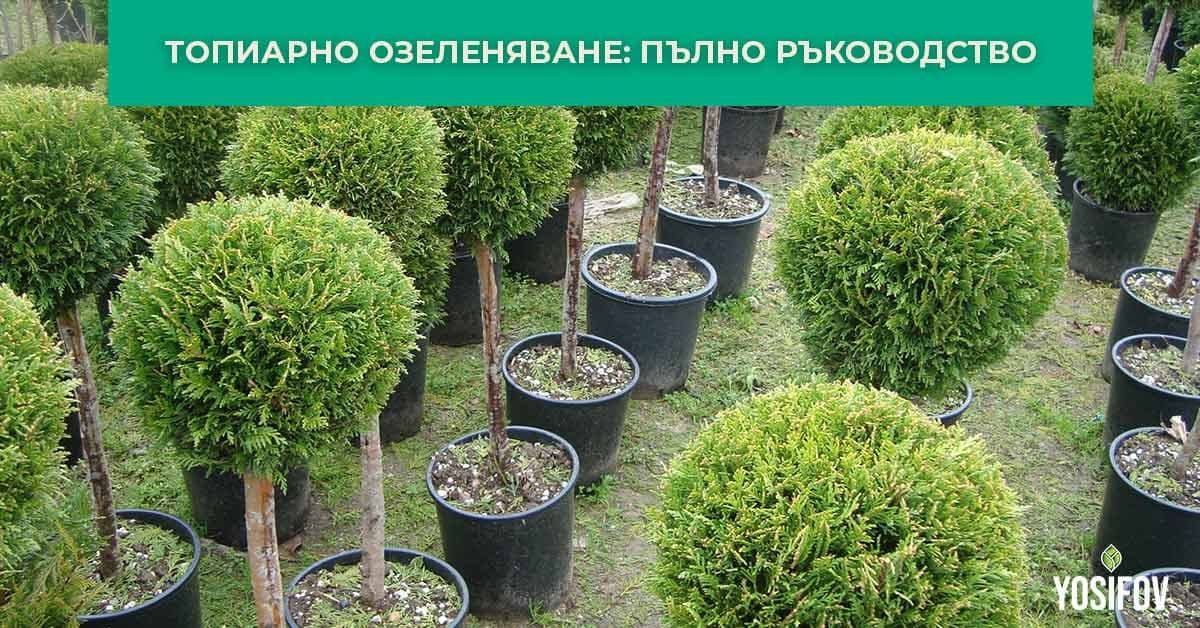 Топиарно озеленяване: Наръчник