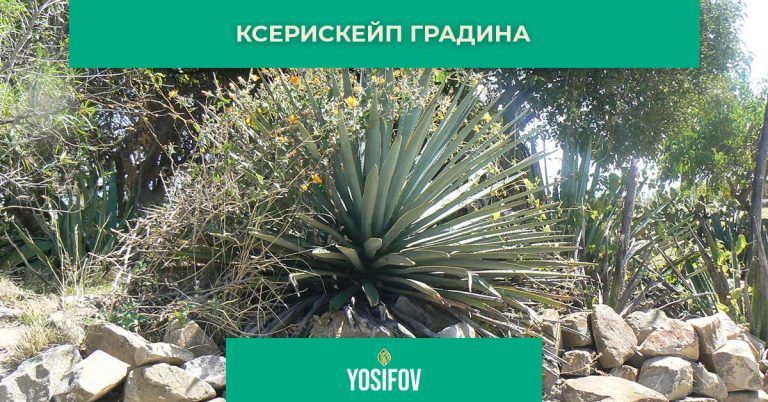 Ксерискейп градина