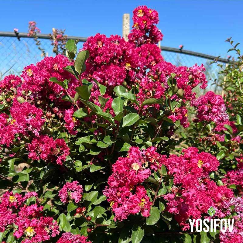 Червена лагерстремия храстовидна от разсадник