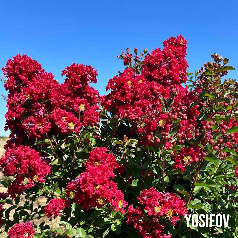 Червен Индийски люляк храст от разсадник