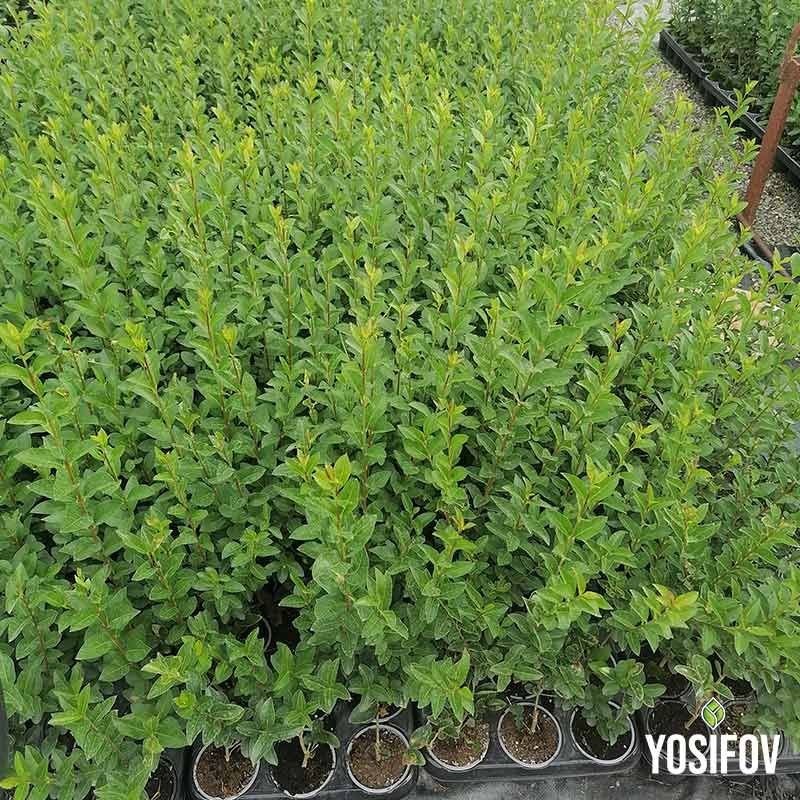 Лигуструм Овалифолиум – растение за жив плет в разсадник Йосифов