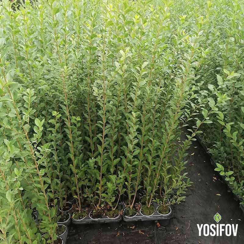 Млади растения Ligustrum ovalifolium в разсадник Йосифов, подходящи за жив плет