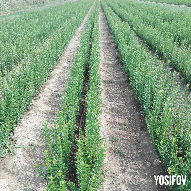 Насаждения от Лигуструм Овалифолиум – идеални за оформяне на плътен жив плет